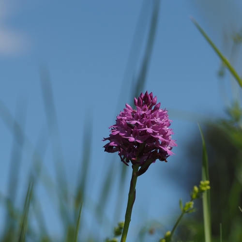 pyramidal orchid