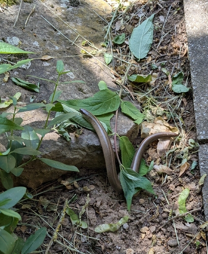 Common Slowworm