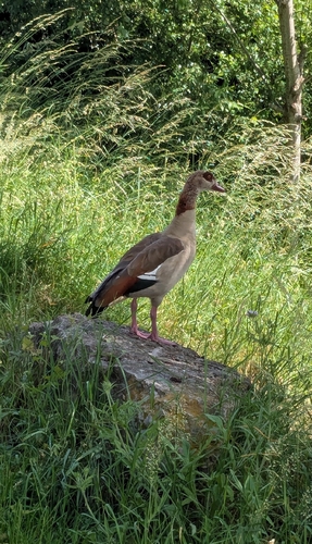 Egyptian Goose
