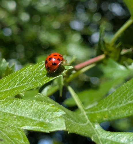 Asian Lady Beetle