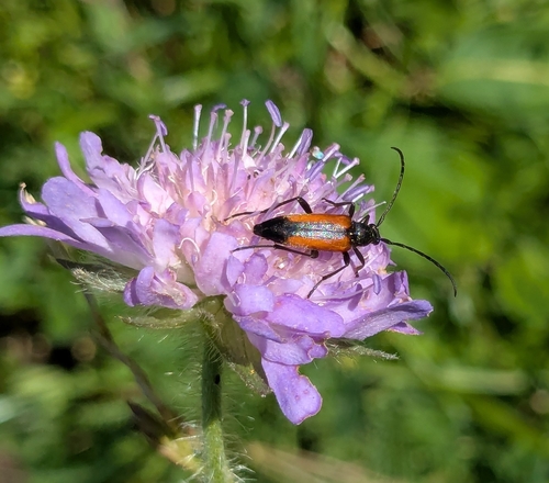 Black-striped Longhorn Beetle