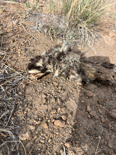 Desert Spotted Skunk