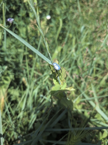 Cerulean Chafer Beetle