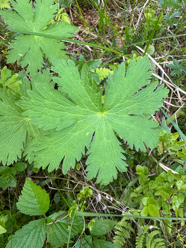 wood crane's-bill