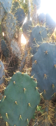 Erect Pricklypear