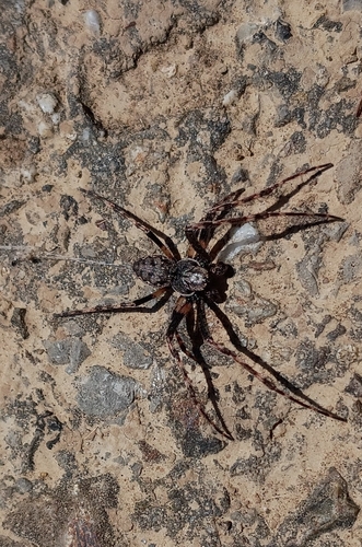 Walnut Orbweaver