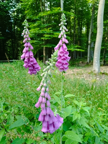 purple foxglove