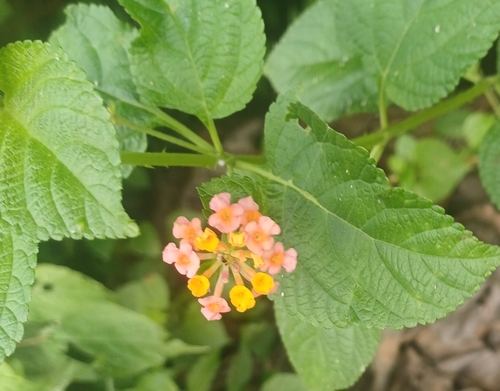 Lantana