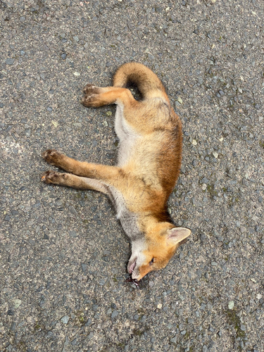 Red Fox