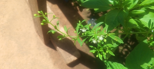 Licorice Weed