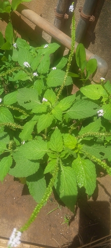 Indian Heliotrope