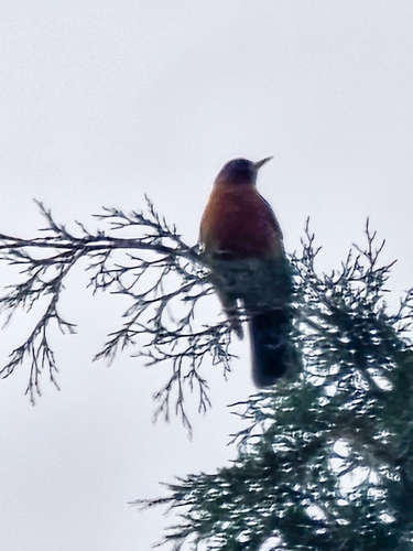 American Robin