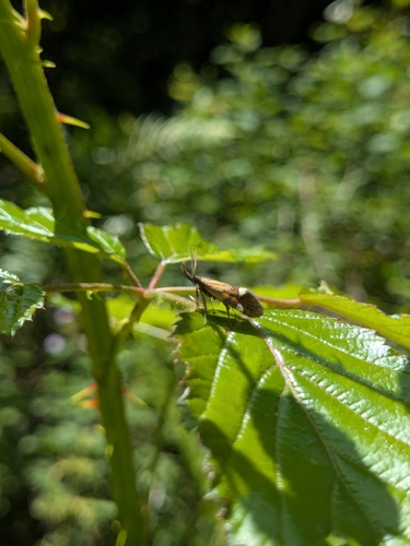 Common Tubic