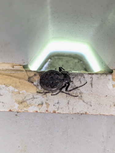 Walnut Orbweaver
