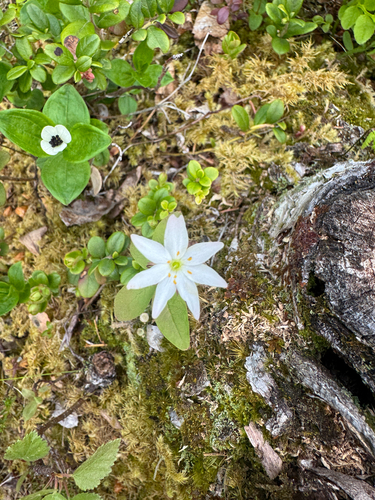 Arctic Starflower