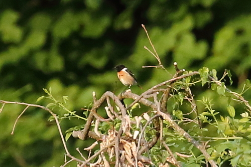 European Stonechat
