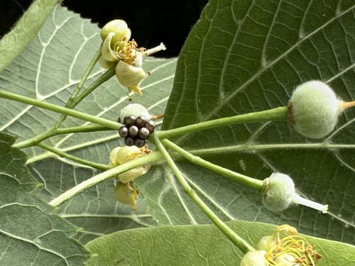 Mottled Stink Bug