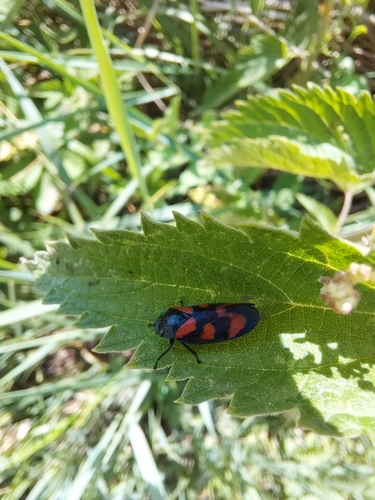 Common Froghopper