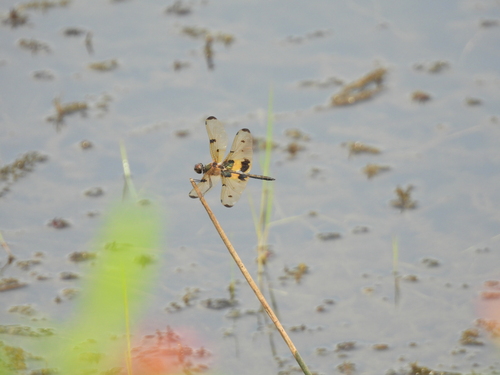 Common Picture Wing