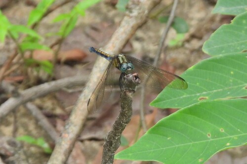 Slender Blue Skimmer