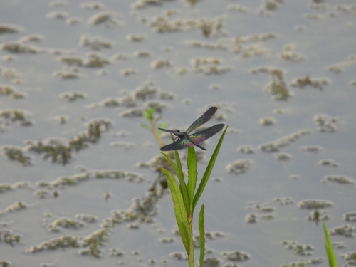 Greater Bluewing