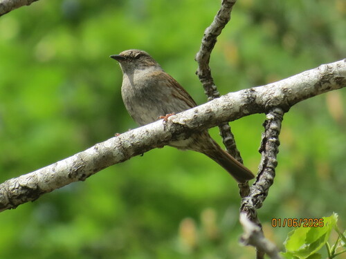 Dunnock