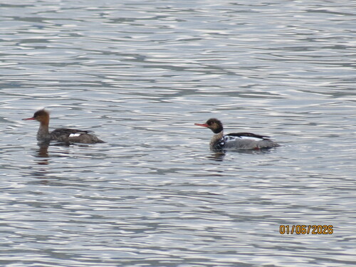 Red-breasted Merganser