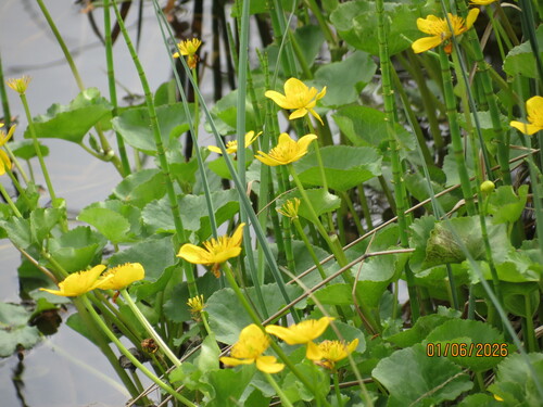 marsh marigold