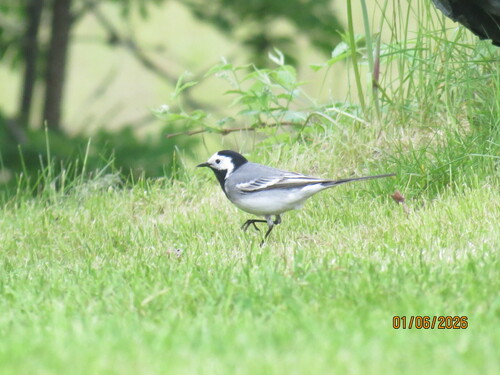 White Wagtail