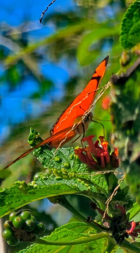Dryas iulia alcionea