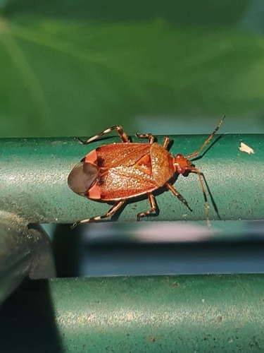 Deraeocoris olivaceus