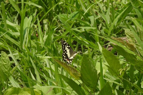 Lime Swallowtail