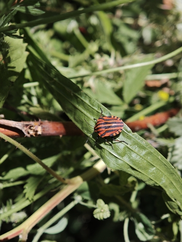 European Striped Shield Bug
