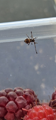 Dock Bug