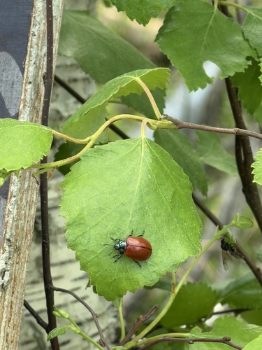 Poplar Leaf Beetle