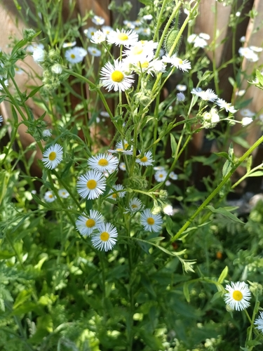 annual fleabane