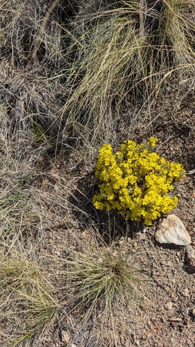 Fendler's bladderpod
