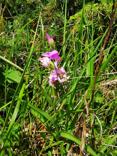 Red Helleborine