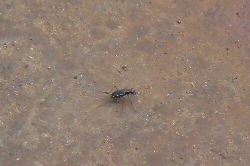 Lined Tiger Beetle