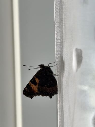 Small Tortoiseshell