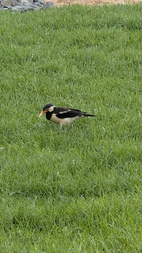 Indian Pied Starling