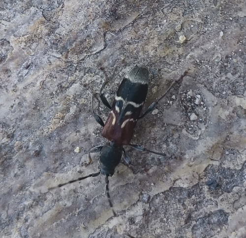 Rufous-shouldered Longhorn Beetle