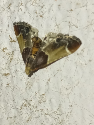 Meal moth