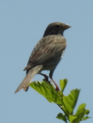 Corn Bunting