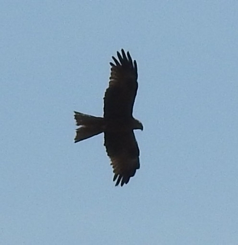 Black Kite