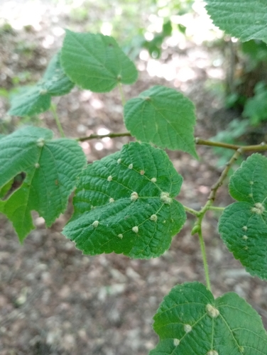 Lime gall mite