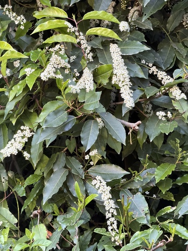 Portuguese laurel
