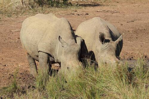 Southern White Rhinoceros