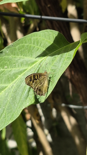 Speckled Wood