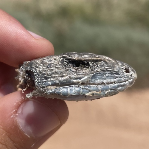 Ocellated Lizard